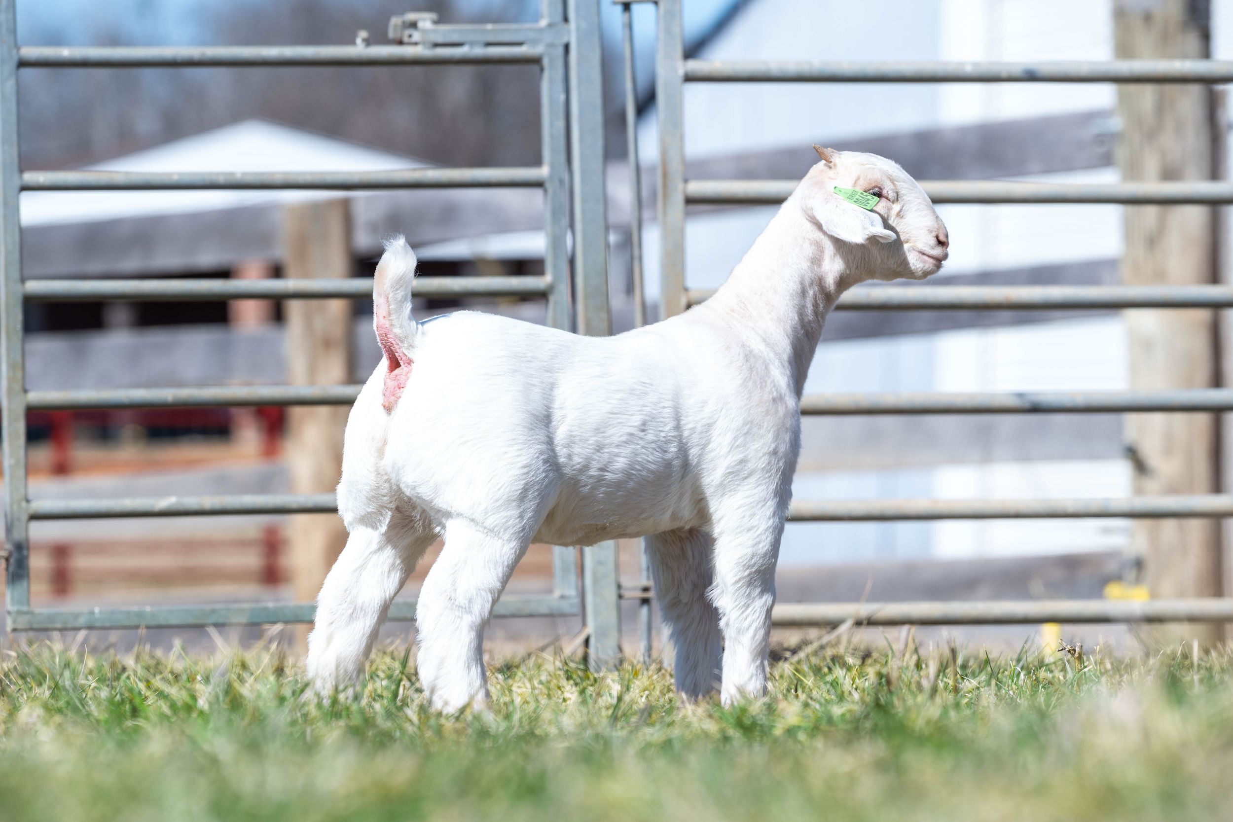 Young lambs standing in fenced pasture with farm buildings in background.