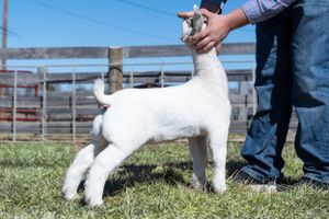 White goats being shown on grass with handlers in casual attire.