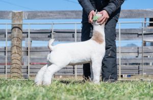 White lamb being shown on grass at a county fair competition.