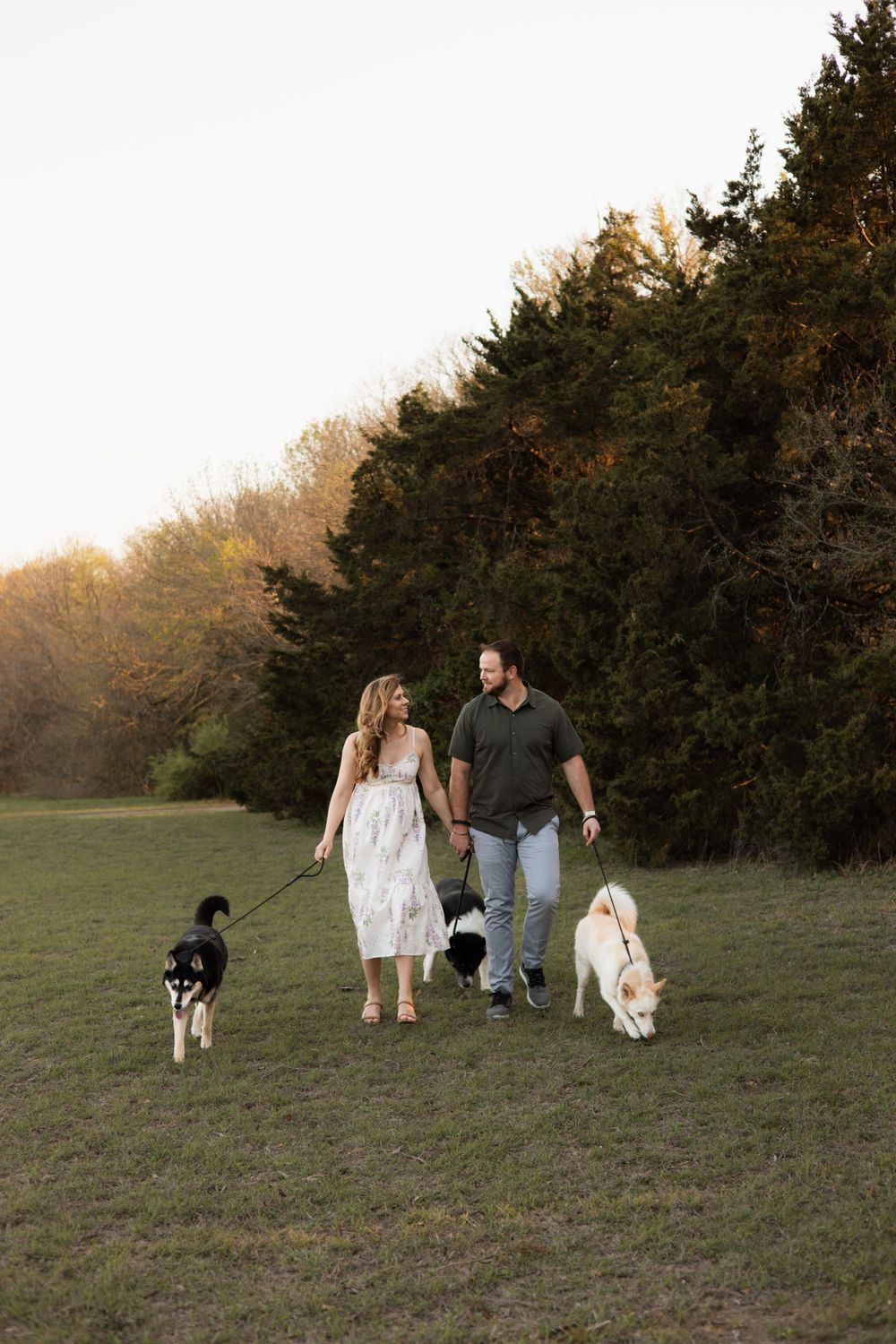 A couple walks through a grassy field at sunset with three dogs, surrounded by evergreen trees.