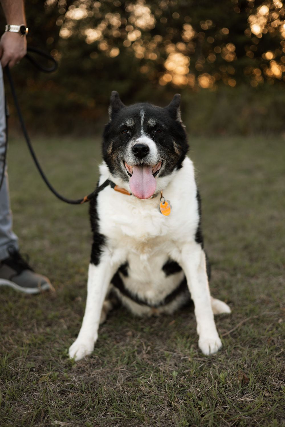 A happy black and white mixed breed dog on a leash sits in grass during sunset with tongue sticking out.