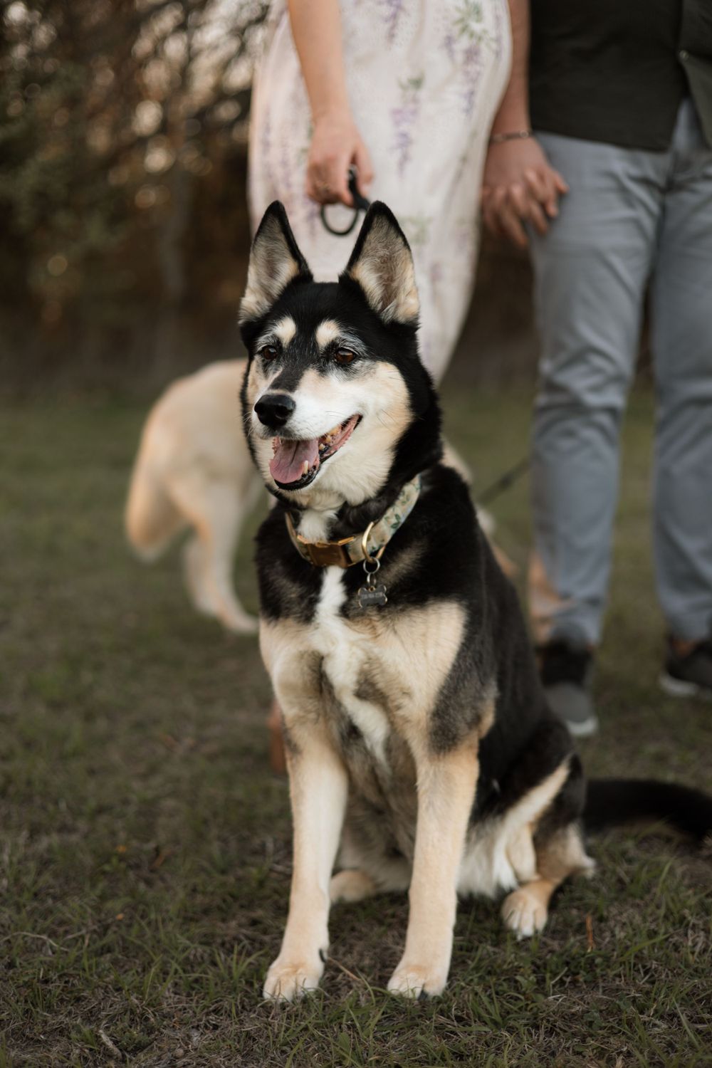 A happy Husky dog with black and white fur wearing a collar stands on grass while being walked on a leash.