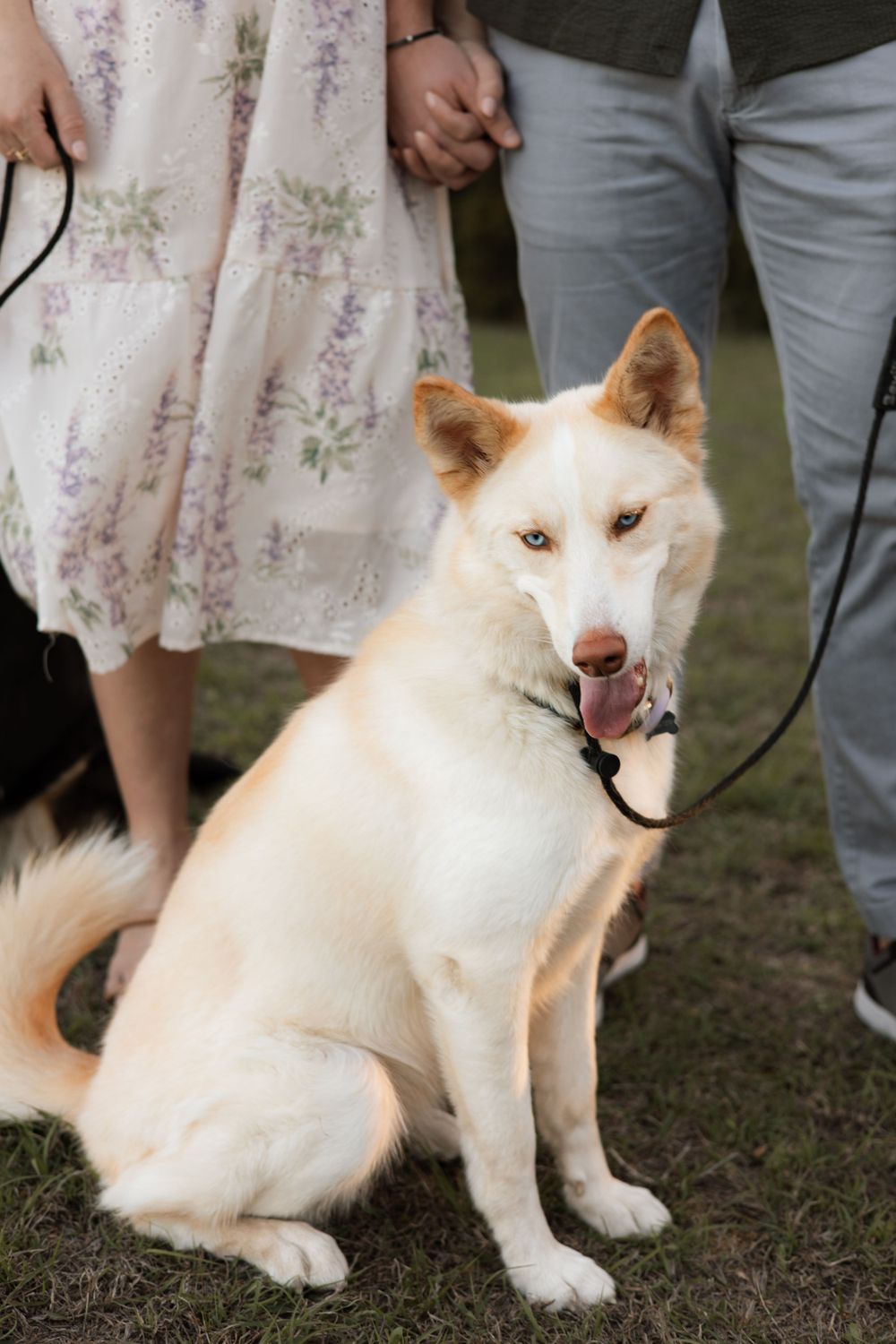 A cream-colored husky dog sits in the grass, with owners' legs visible in the background.