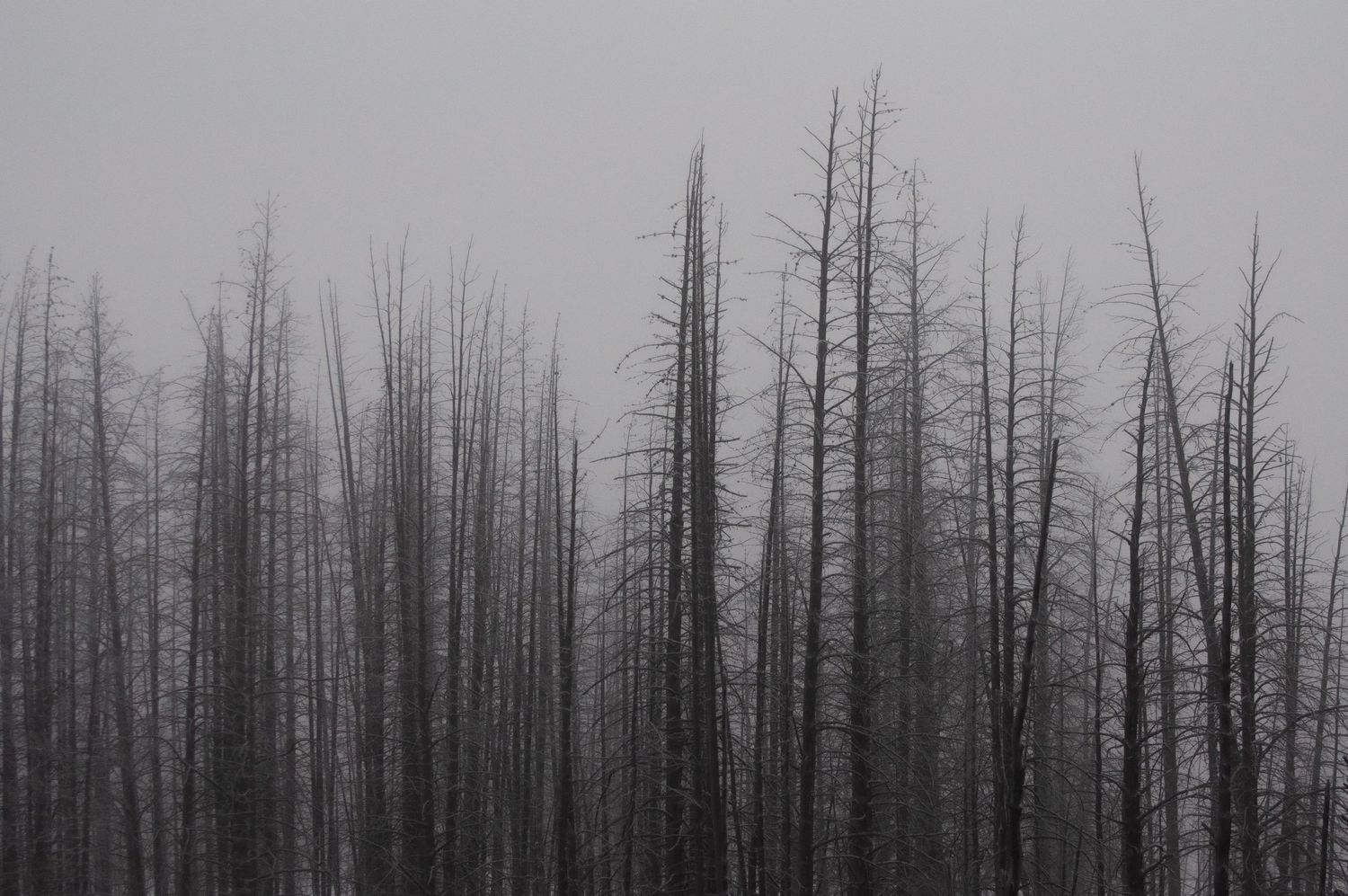 Misty capture of spiked trees in winter in Yosemite