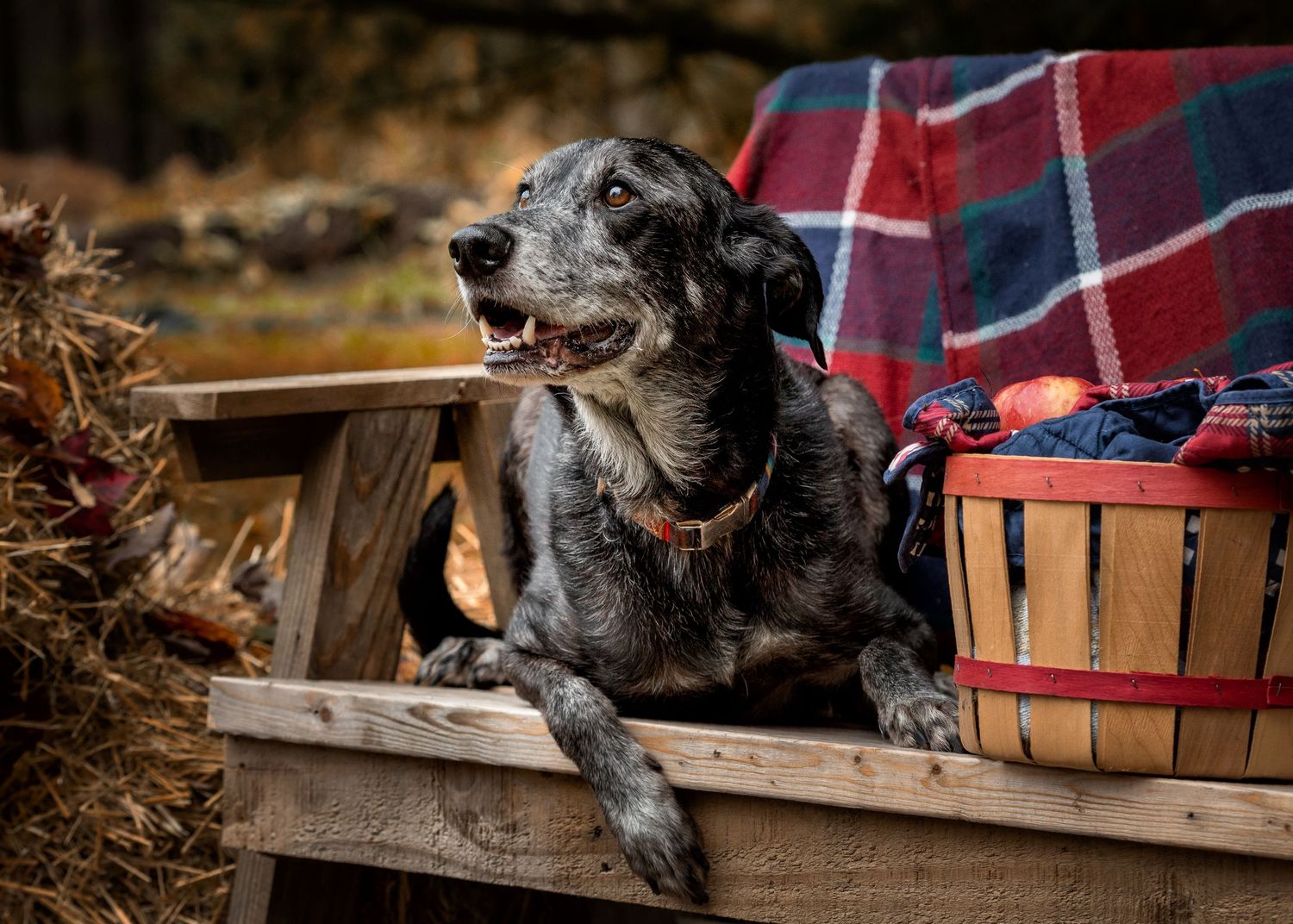 A happy black dog with grey muzzle sits next to wooden crates and red plaid blanket outdoors.