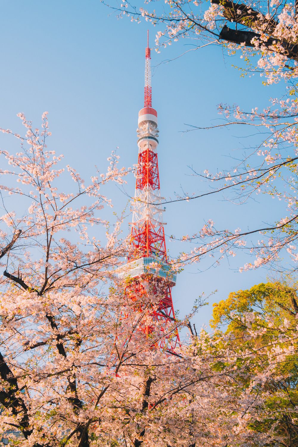 Cherry blossoms frame a red and white Tokyo Tower against a bright blue sky.
