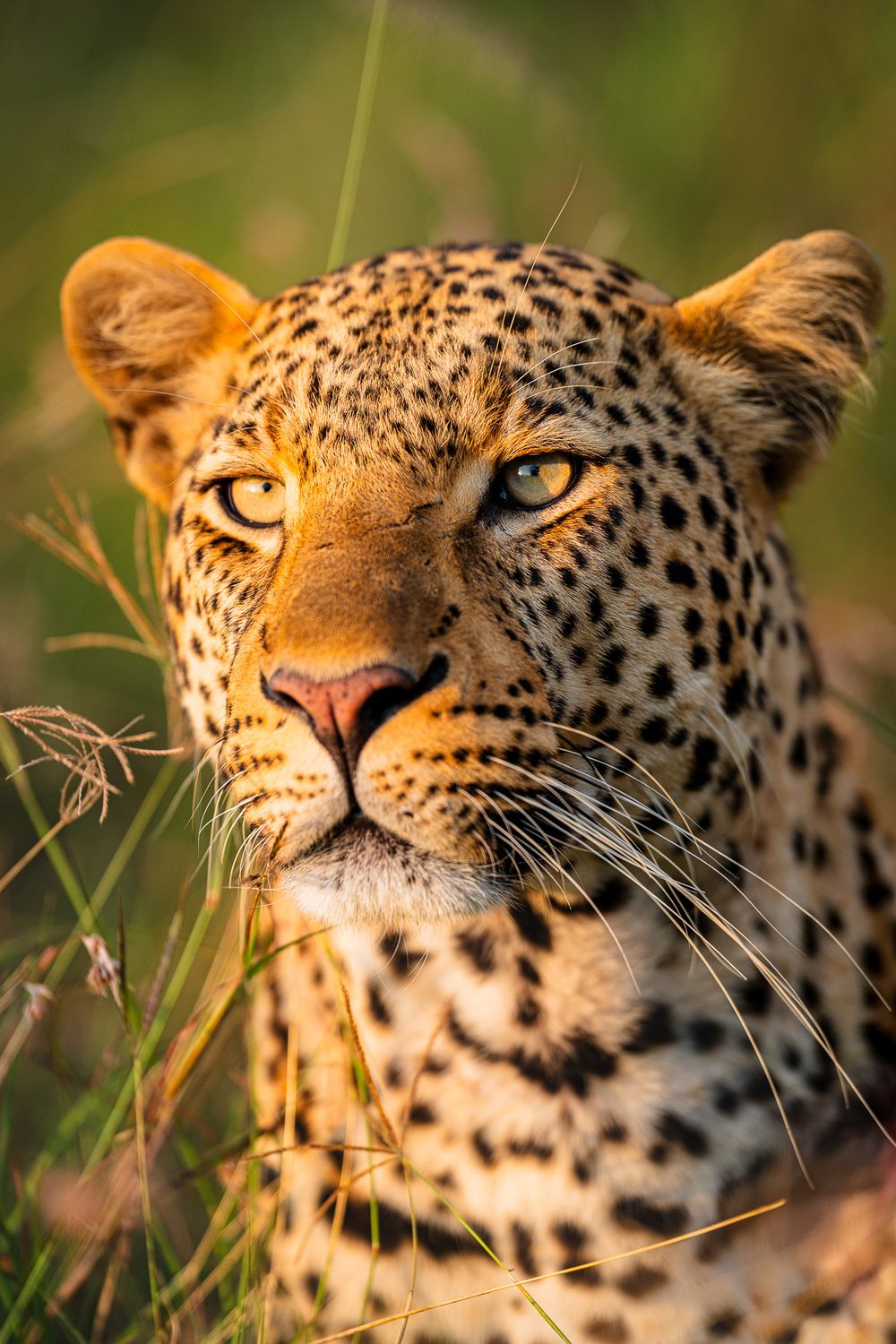 Close-up portrait of a leopard's face with spotted fur pattern in golden sunlight.