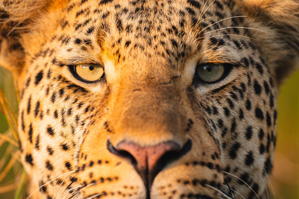 Detailed close-up of a leopard's face with piercing amber eyes and spotted fur.