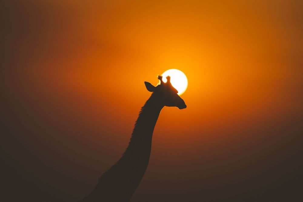 Dramatic silhouette of a giraffe against an orange sunset sky.