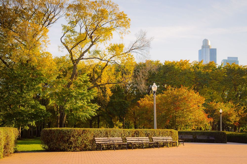 Autumn trees with golden foliage line a park path with city skyline in background.