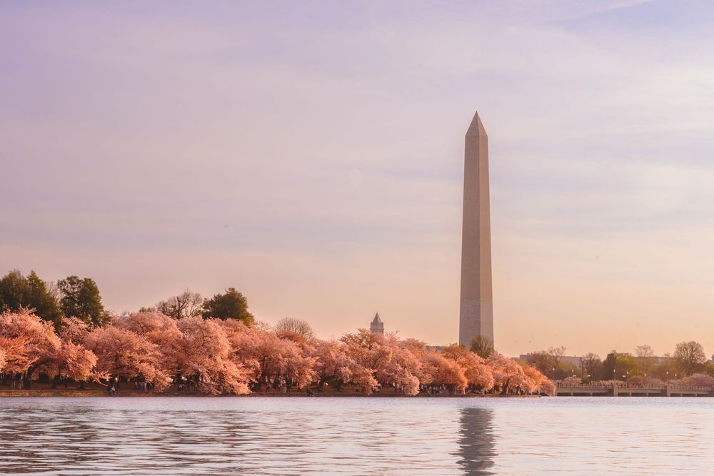 Washington Monument rises above blooming cherry blossom trees reflected in the Tidal Basin at sunset in Washington DC.