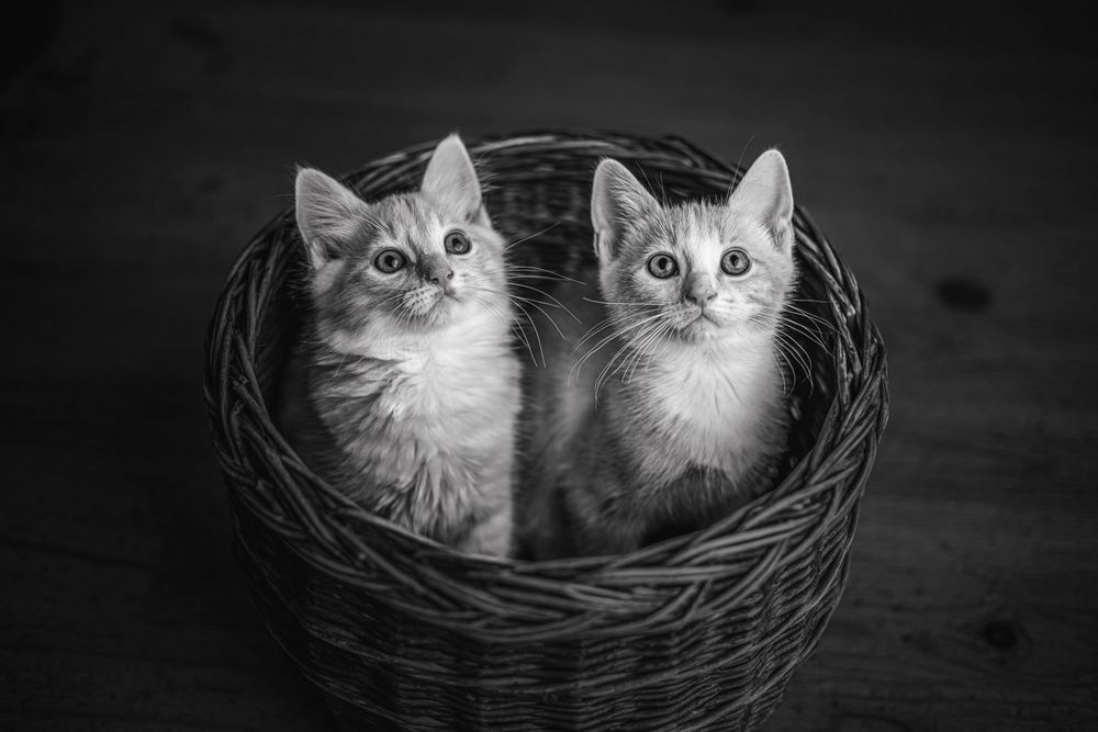 Photographie artistique Animaux au studio à Jonzac
Photographe Portraitiste de France en Charente-Maritime