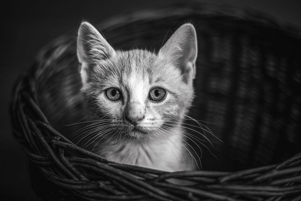 Photographie artistique Animaux au studio à Jonzac
Photographe Portraitiste de France en Charente-Maritime