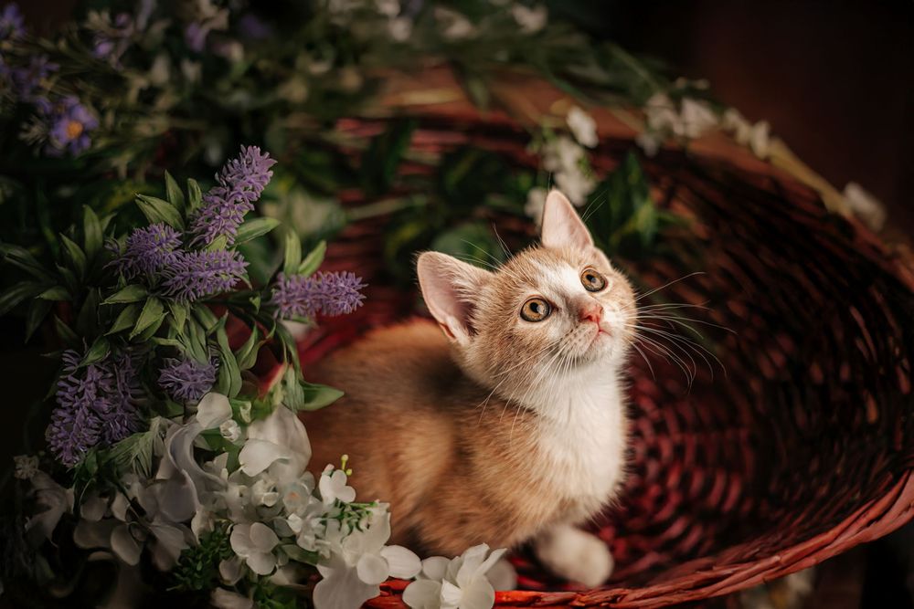 Photographie artistique Animaux au studio à Jonzac
Photographe Portraitiste de France en Charente-Maritime