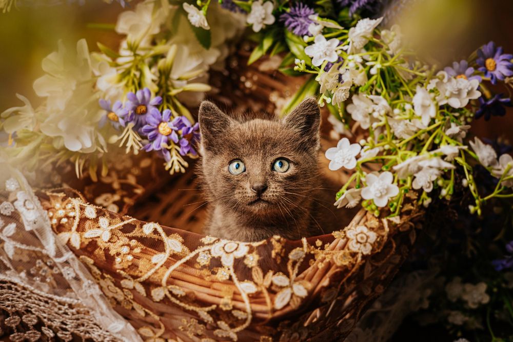 Photographie artistique Animaux au studio à Jonzac
Photographe Portraitiste de France en Charente-Maritime