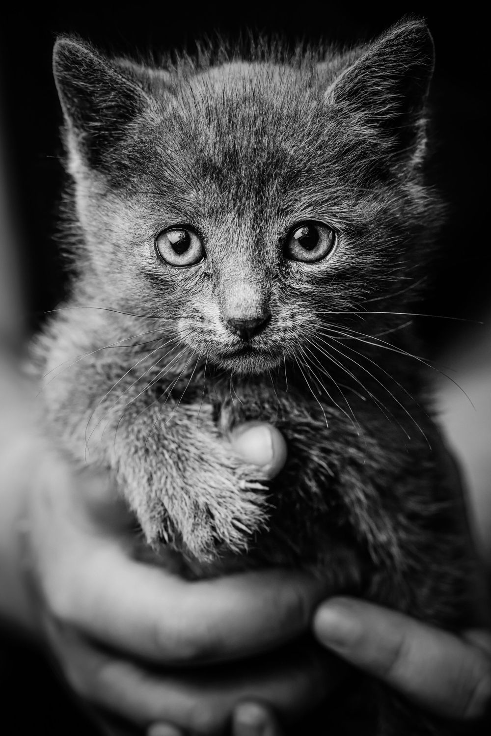 Photographie artistique Animaux au studio à Jonzac
Photographe Portraitiste de France en Charente-Maritime