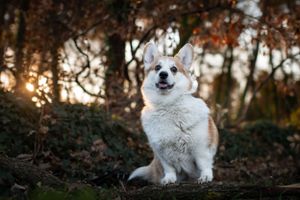 .photographie canine