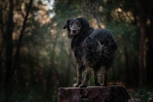 .photographie canine