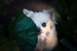 .photographie canine