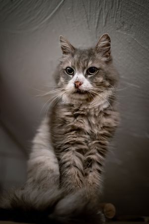 photographie feline