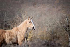 .photographie chevaux