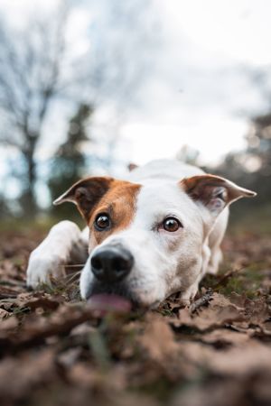 portrait photo animaux chien