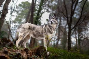 .photographie canine