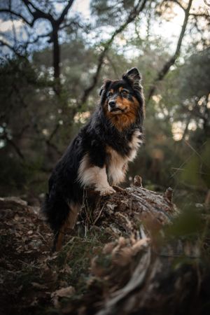 photographie canine