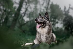 .photographie canine