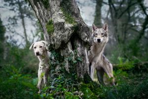 .photographie canine