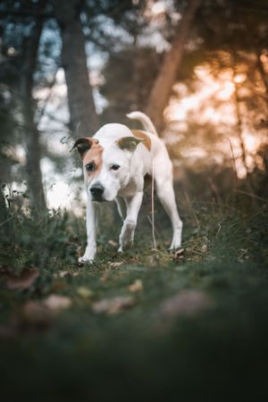 photographie canine