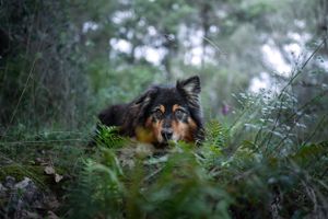 photographie canine nice