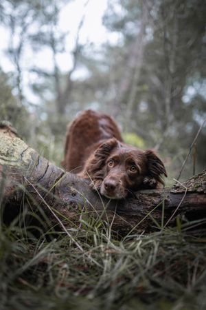 photographie canine la gaude