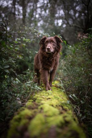 photographie canine vence
