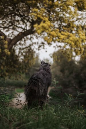 photographie canine cannes