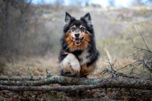 portrait photo animaux chien