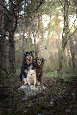 portrait photo animaux chien
photographe canin
photographe animalier 
alpes maritimes
nice 
cote d'azur 
paca
cannes
vence