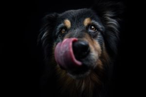 portrait photo animaux chien