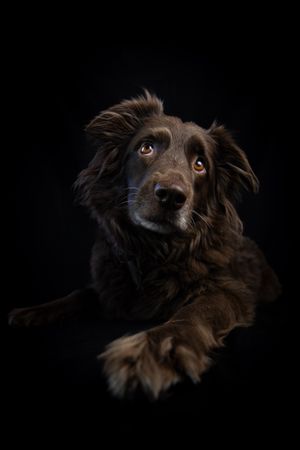 portrait photo animaux chien
