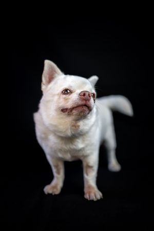 portrait photo animaux chien
