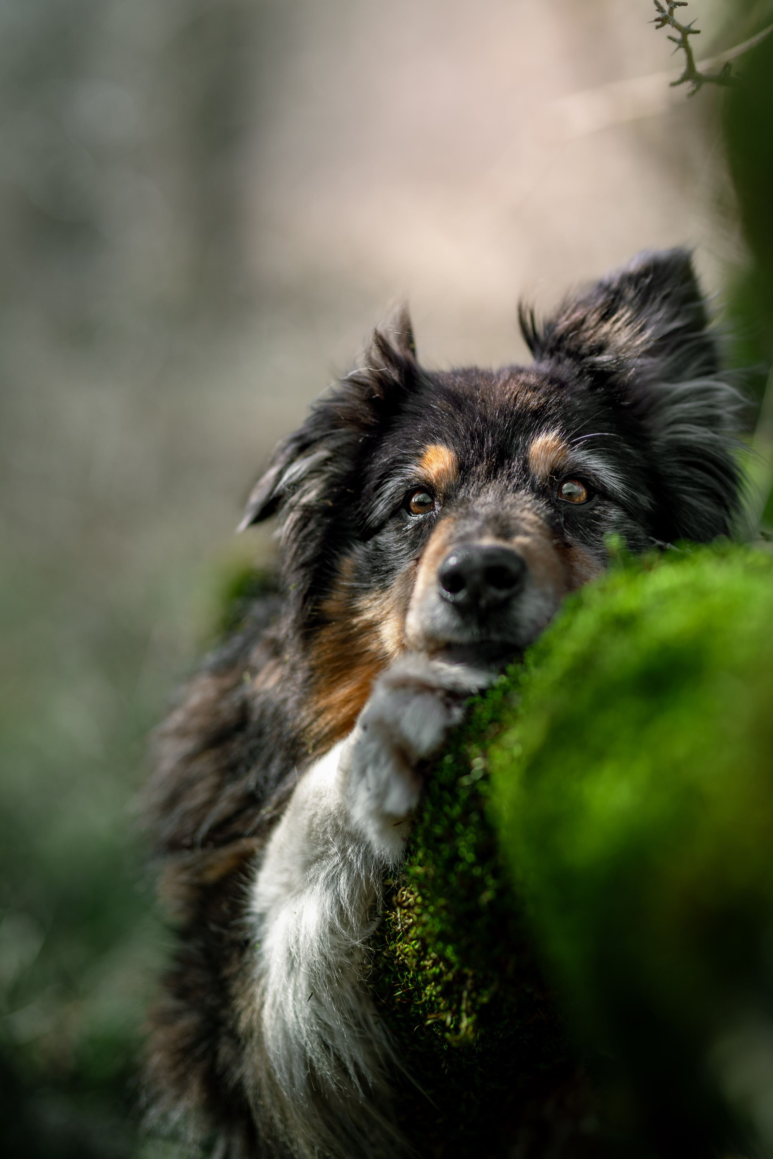 portrait photo animaux chien