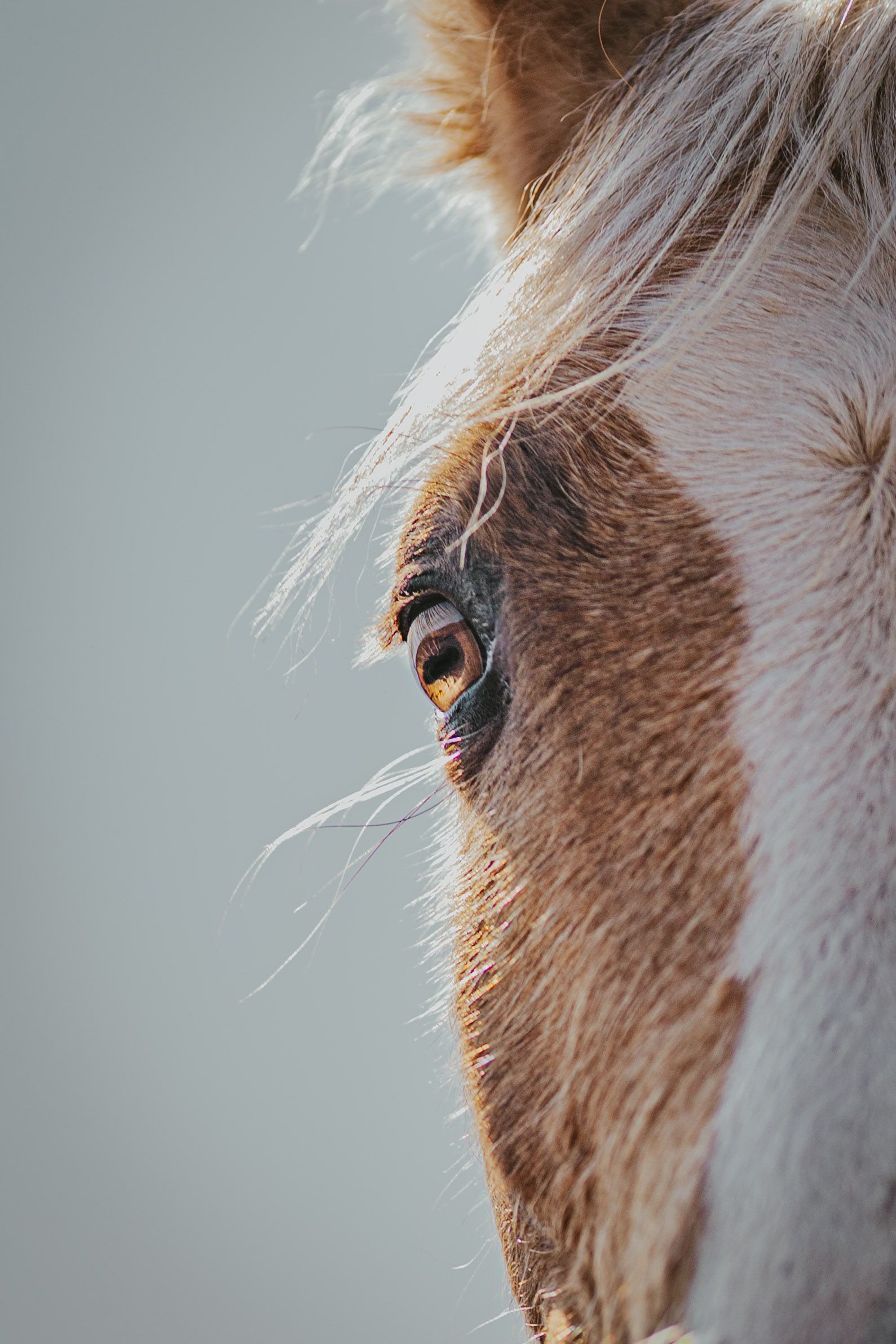 portrait photo animaux cheval