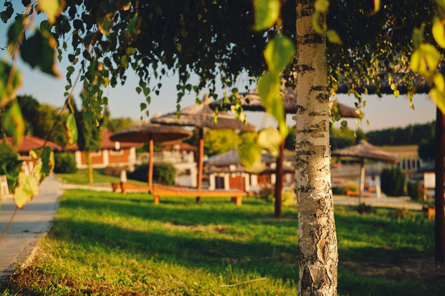Sunlit birch trees line a grassy path at sunset, casting long shadows across a peaceful suburban neighborhood.