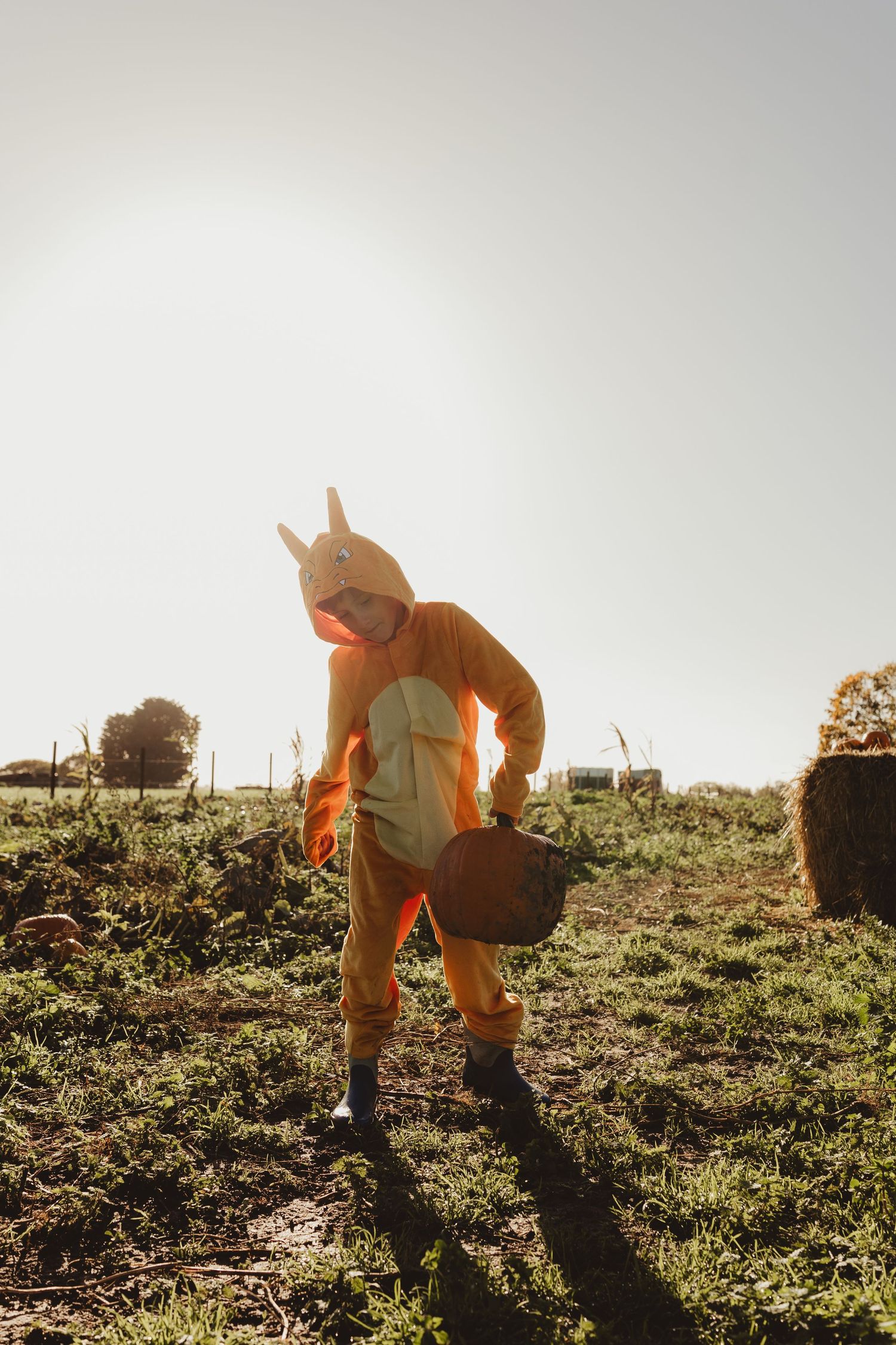 Agricultural workers in orange clothing bend down to harvest crops in a sunlit field during harvest season.