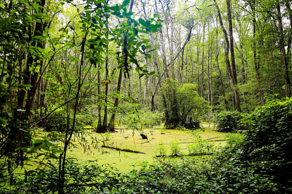 A lush green swamp landscape with tall trees and dense undergrowth creates a serene woodland scene.