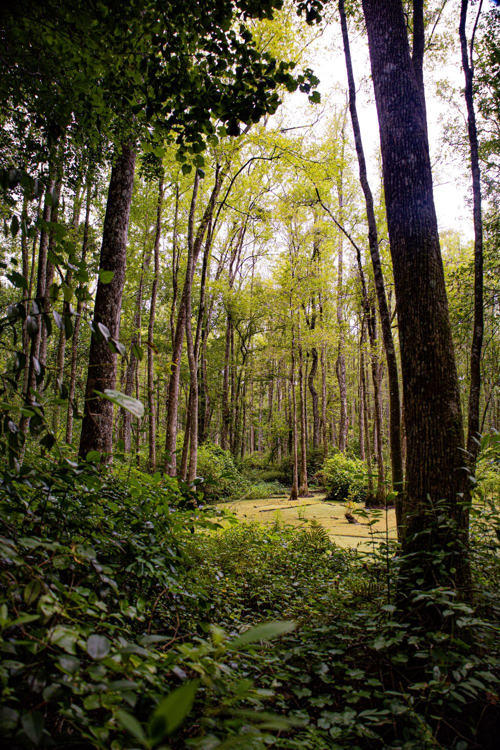 A serene swamp path winds through tall trees and lush green undergrowth in natural woodland setting.