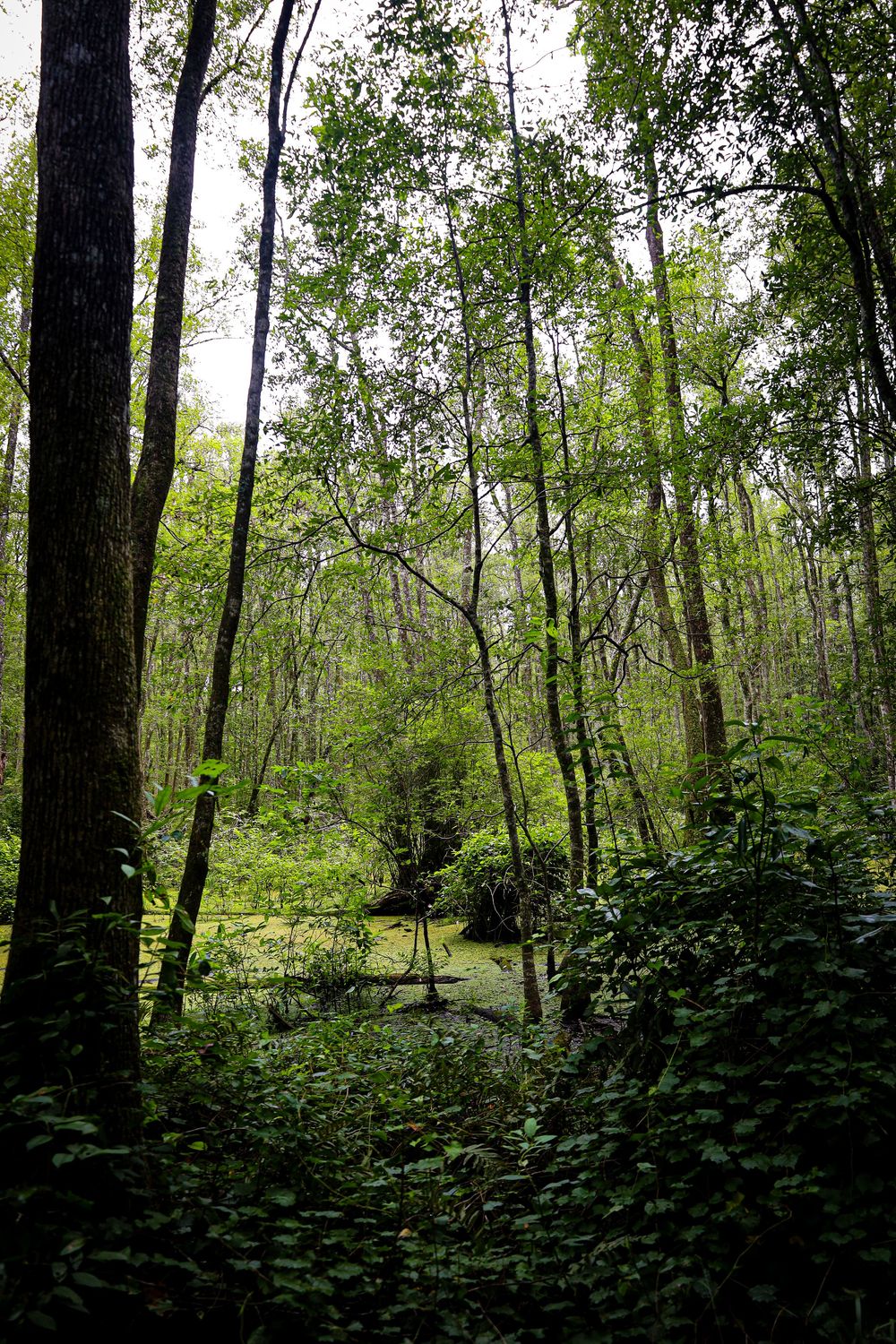 Dense swamp interior with tall trees and lush green undergrowth creating a natural woodland scene.