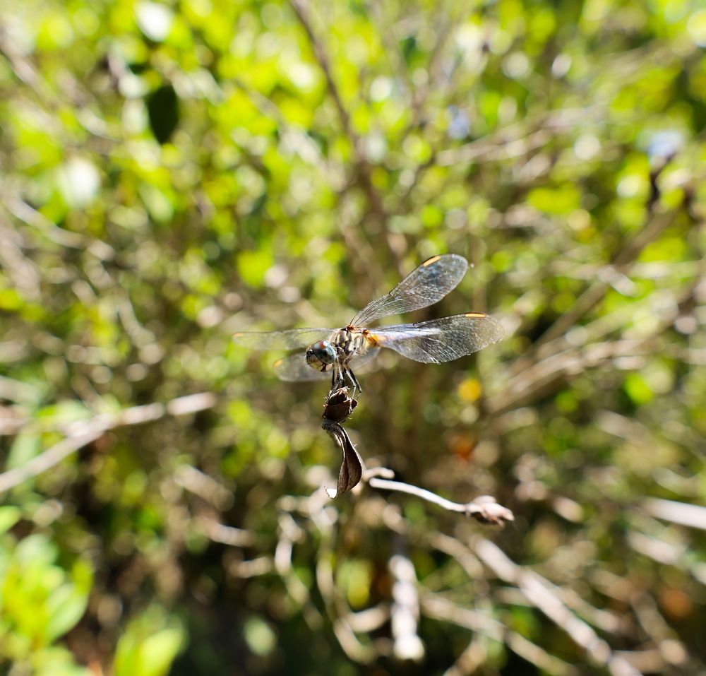 A dragonfly perches on a small branch against a blurred green foliage background.