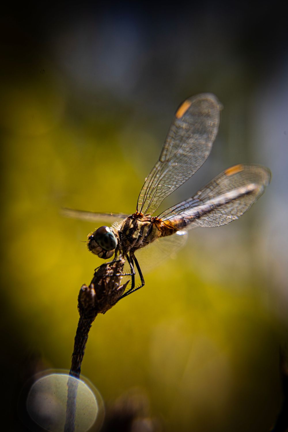 Close-up macro photo of dragonflies perched on twigs at sunset with golden bokeh background.