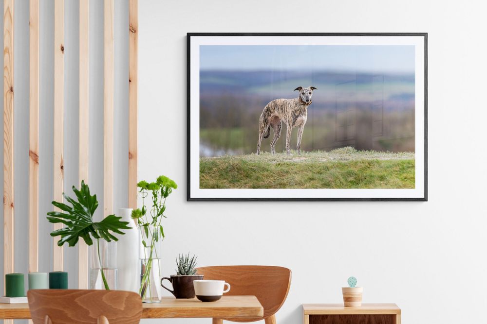 Brindle Whippet standing near Chichester
